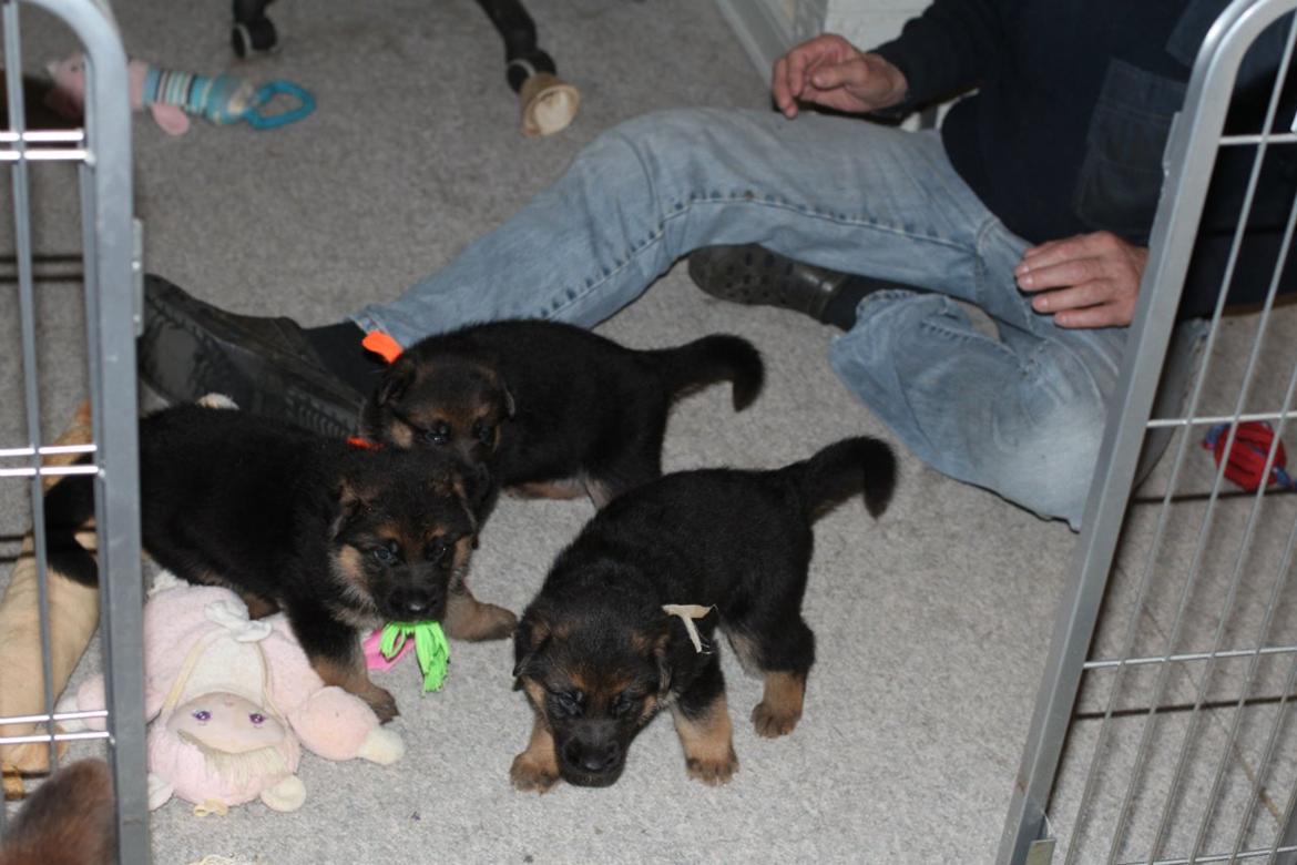 Schæferhund *Bosco* billede 18