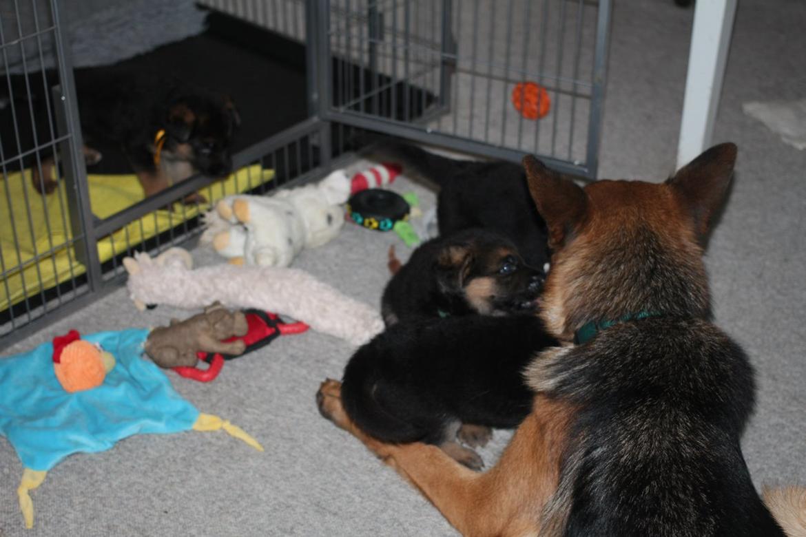 Schæferhund *Bosco* billede 19