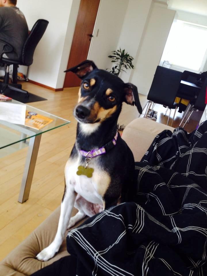 Dansk svensk gaardhund Laika billede 29