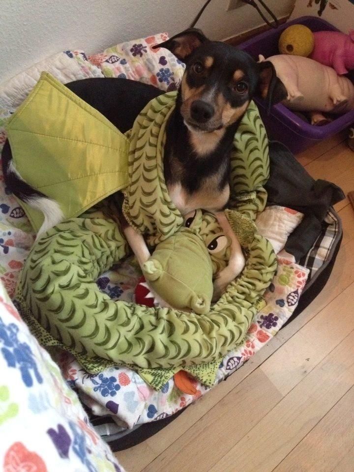 Dansk svensk gaardhund Laika billede 42