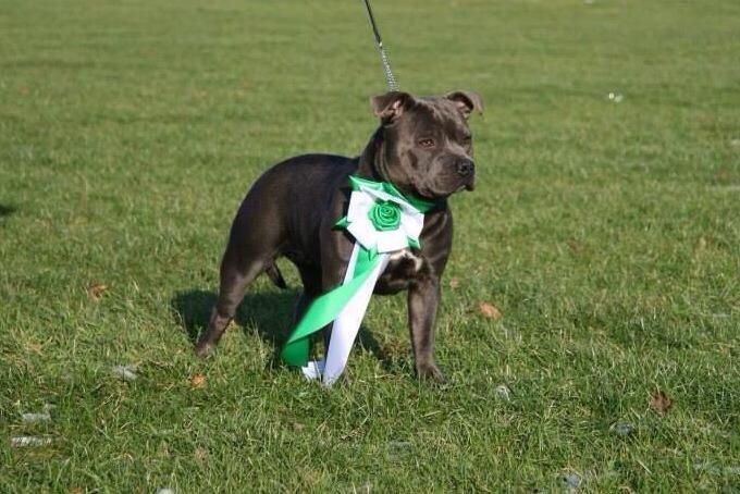 Staffordshire bull terrier Blue Bermuda Beauty Aka Diva billede 20