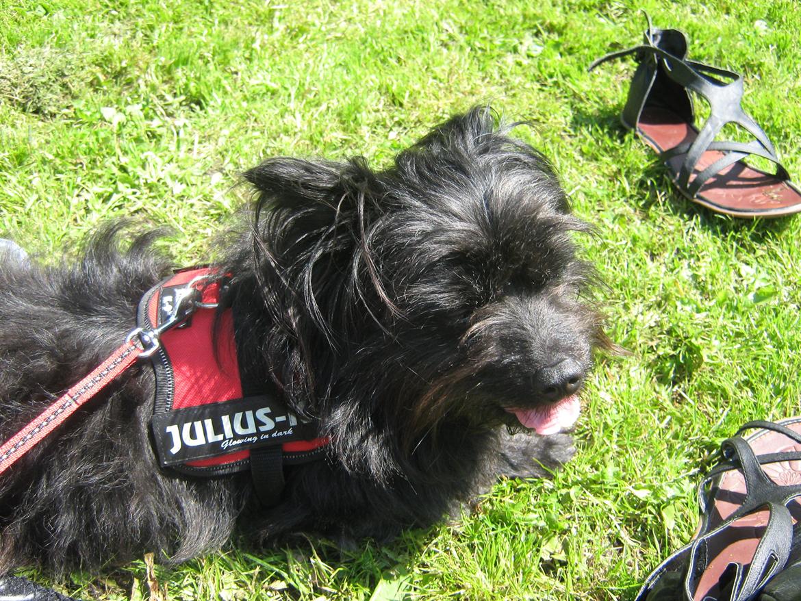 Blanding af racer Bamse billede 8