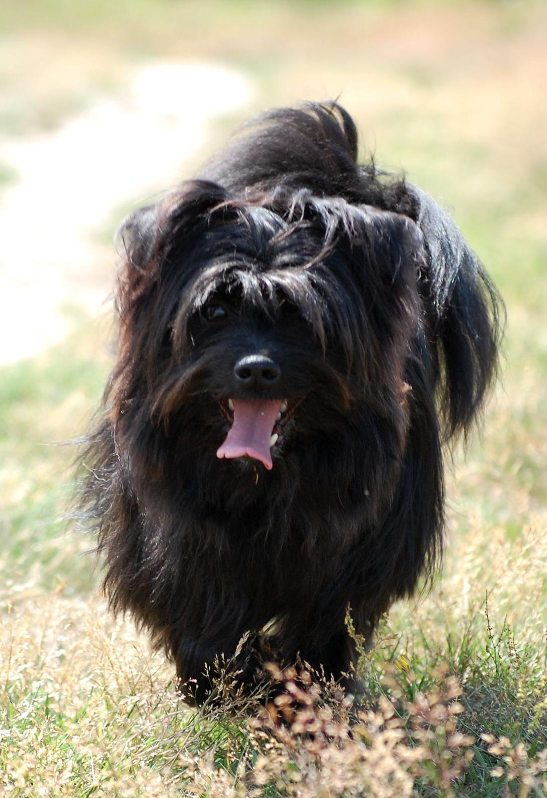 Blanding af racer Bamse billede 1