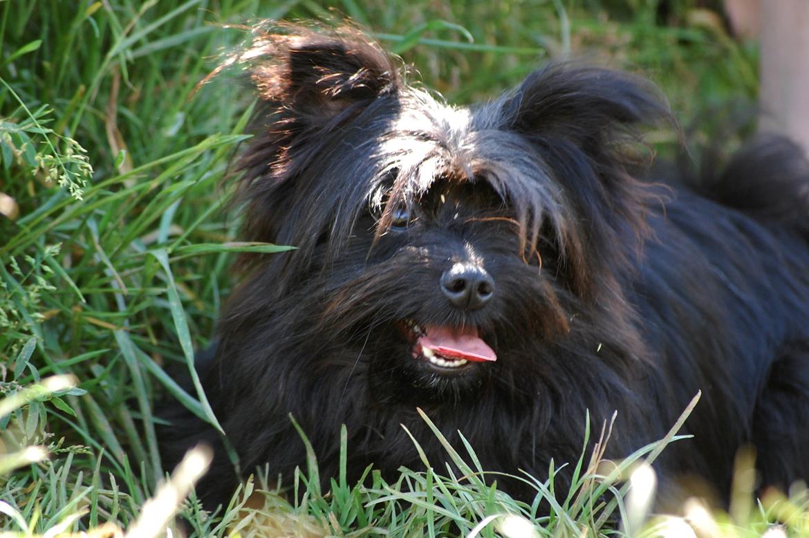 Blanding af racer Bamse billede 9