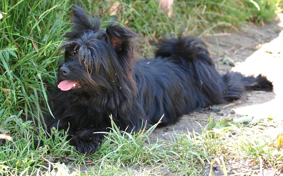 Blanding af racer Bamse billede 10