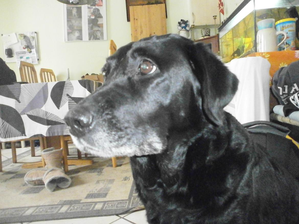 Labrador retriever †.R.I.P June.† 31-01-2014 billede 26