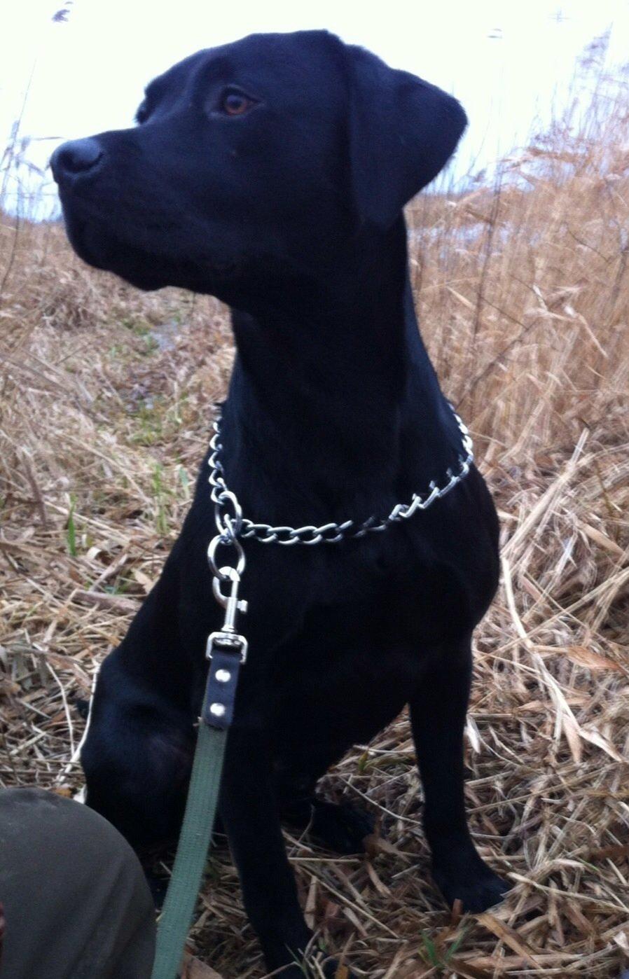 Labrador retriever Maxjans Niko billede 5