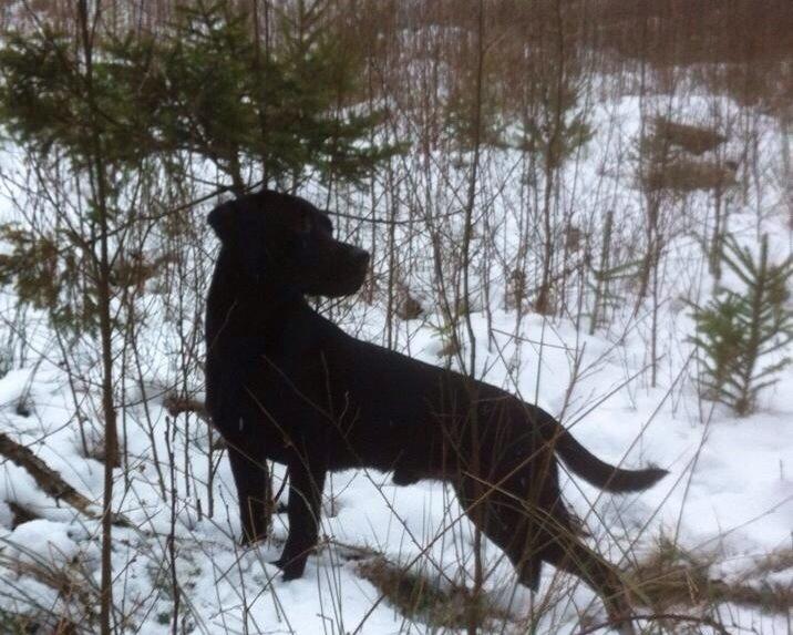 Labrador retriever Maxjans Niko billede 7