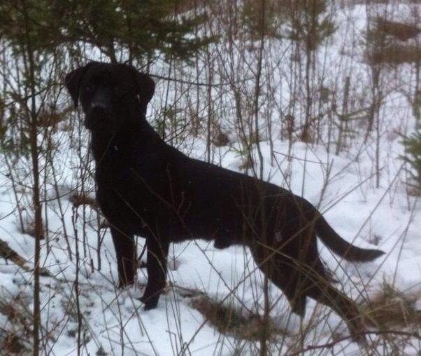 Labrador retriever Maxjans Niko billede 8