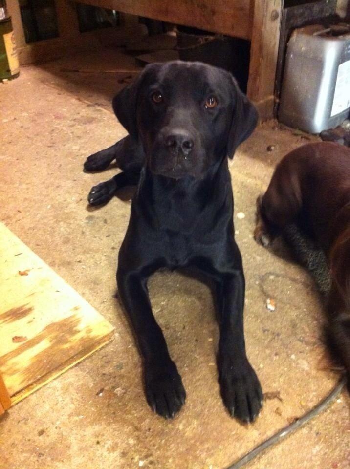 Labrador retriever Maxjans Niko billede 9