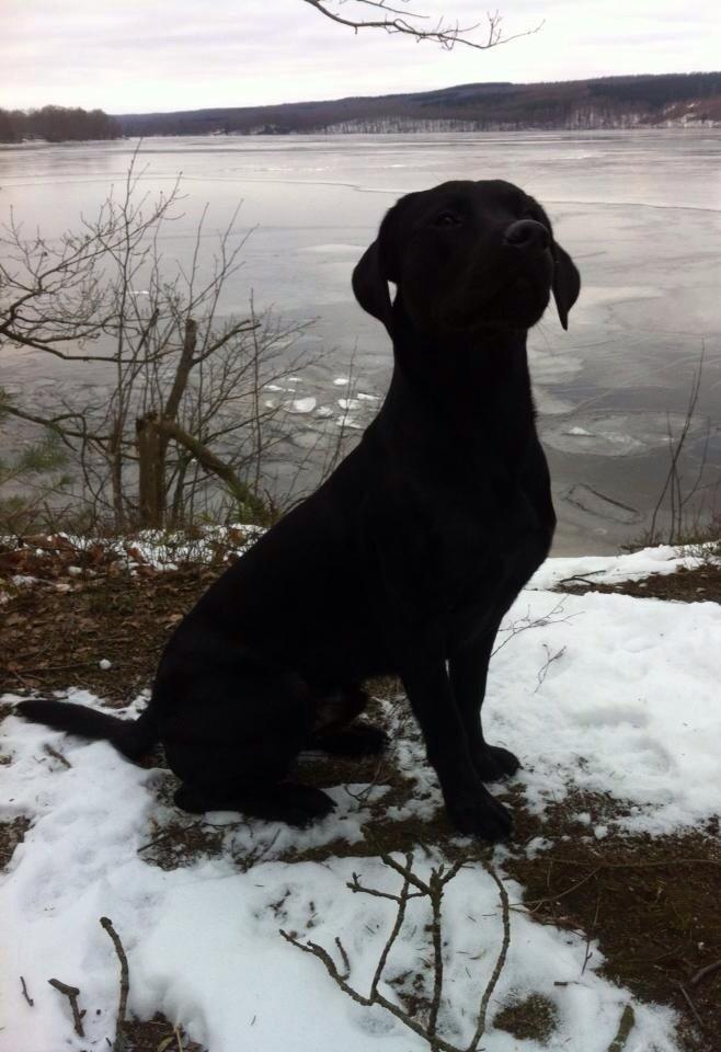 Labrador retriever Maxjans Niko billede 10