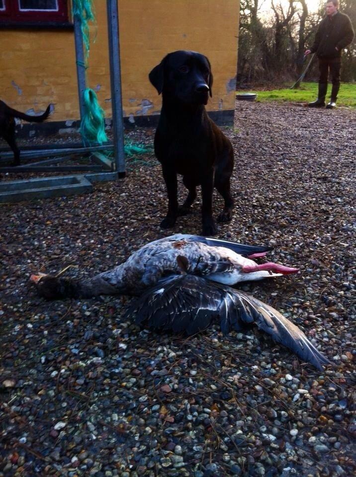 Labrador retriever Maxjans Niko billede 11