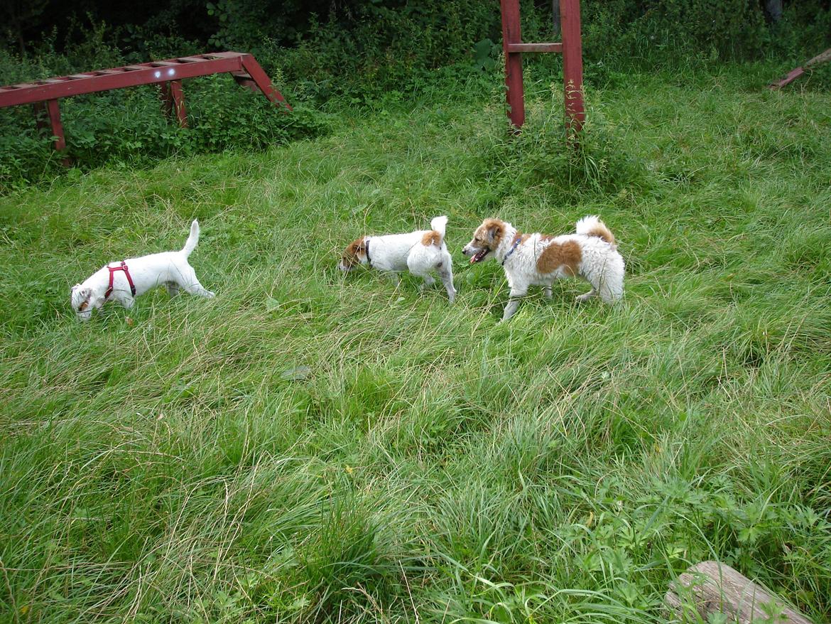 Parson russell terrier Albert *Anton* - Albert mødte sine to andre søstre der stadig er i live :) Fra venstre: Noa, Mille og Albert billede 10