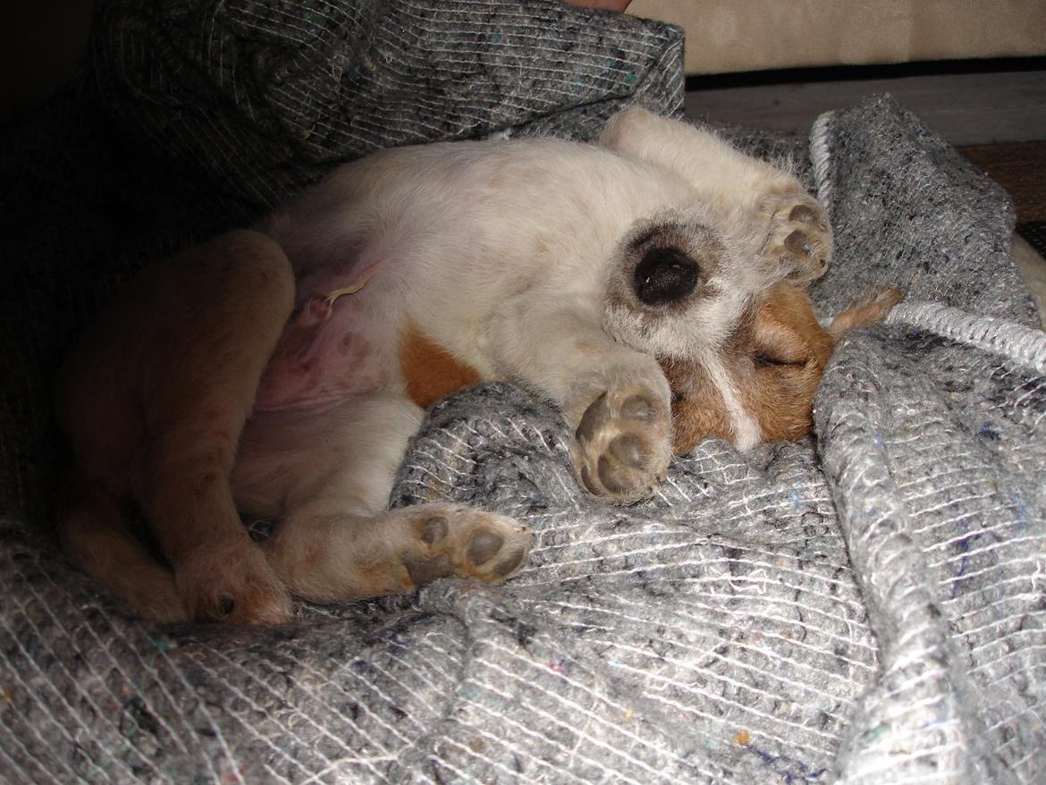 Parson russell terrier Albert *Anton* billede 11