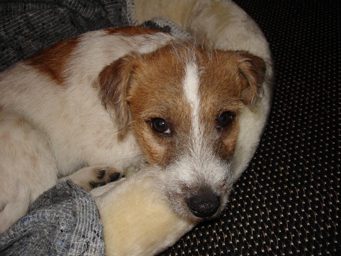 Parson russell terrier Albert *Anton* billede 12