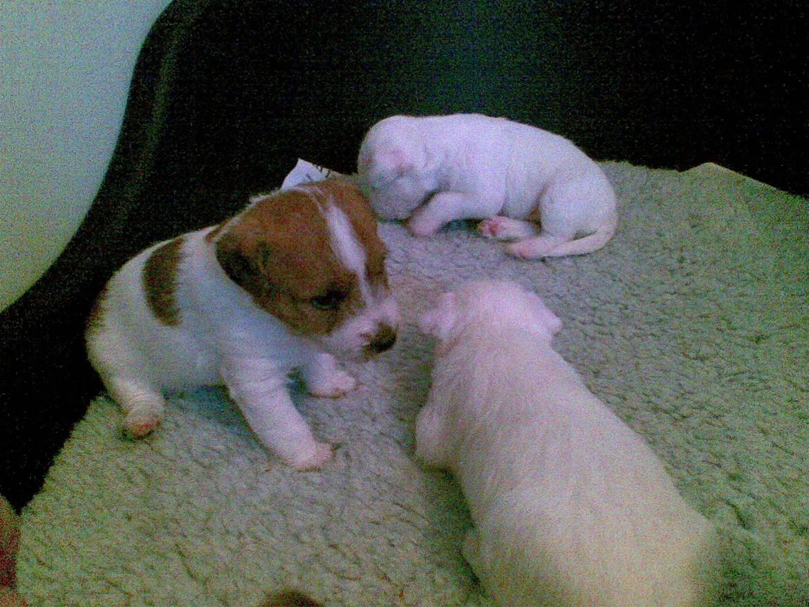 Parson russell terrier Albert *Anton* - Her er han sammen med sin eneste bror og sin søster. De var begge døve så de blev aflivet efter nogle uge :'(  billede 9