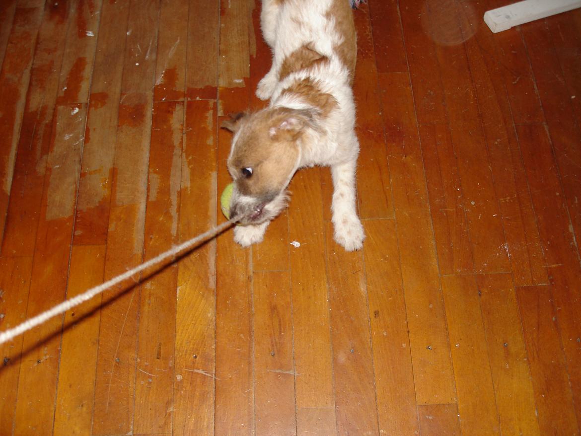 Parson russell terrier Albert *Anton* - Han ville hellere trække tov med den end han ville lege aport med den :) billede 13
