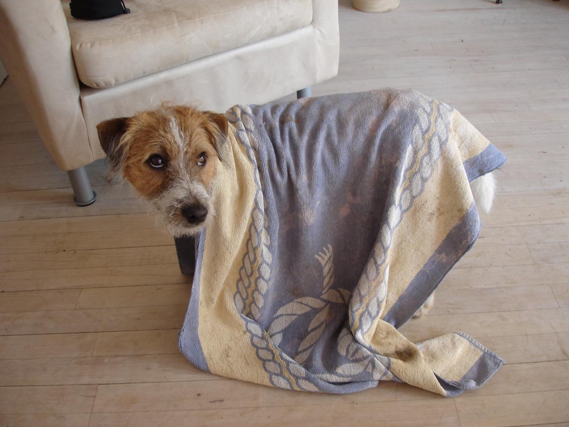 Parson russell terrier Albert *Anton* - Tiggeprinsen ;) billede 6