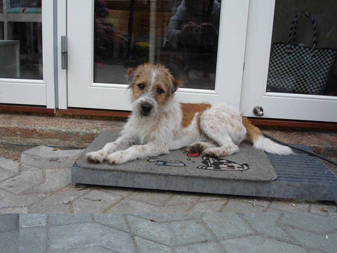Parson russell terrier Albert *Anton* billede 17