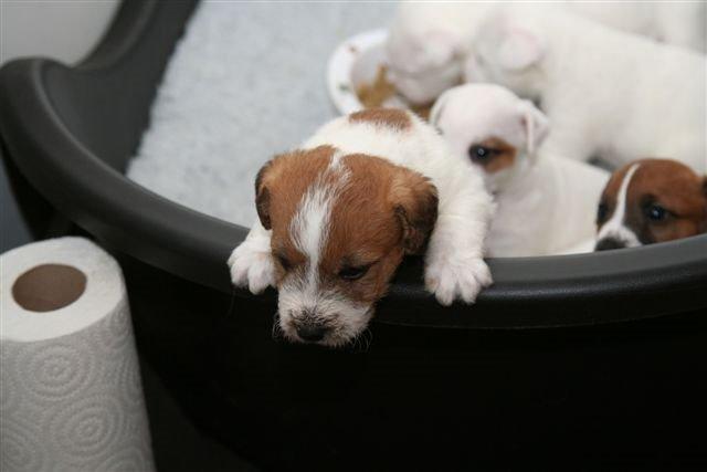 Parson russell terrier Albert *Anton* - Lille bitte Albert prøver desperat at komme op af kurven ;) billede 14