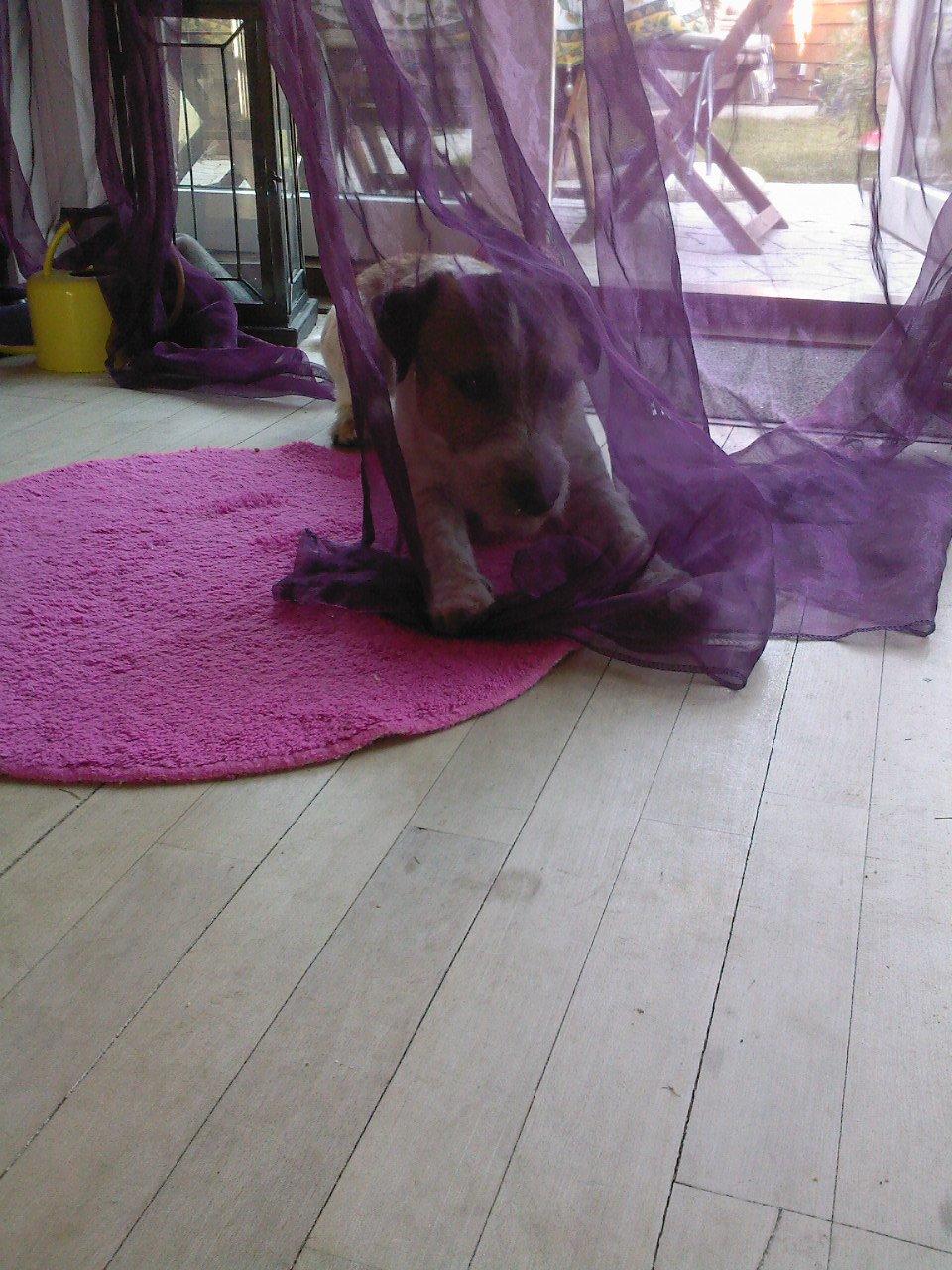 Parson russell terrier Albert *Anton* - Det er hvad der sker når man ikke ser sig for ;) billede 15