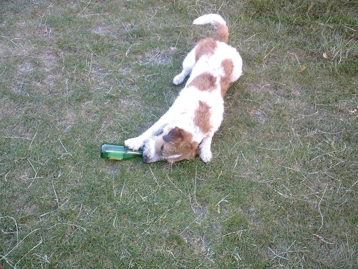 Parson russell terrier Albert *Anton* - Albert har fået en underlig vane med at slikke tomme ølflasker ;) billede 16