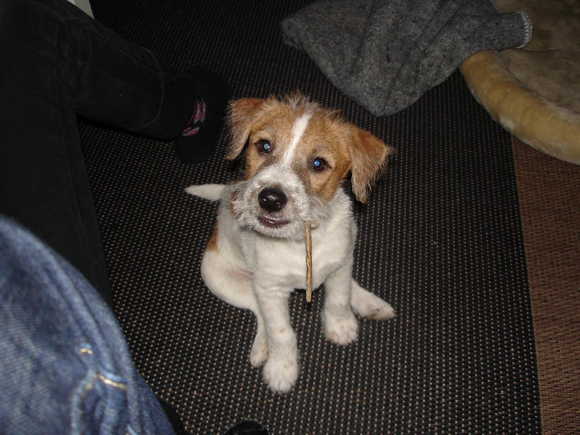 Parson russell terrier Albert *Anton* - Velkommen til Albert's profil :) billede 1