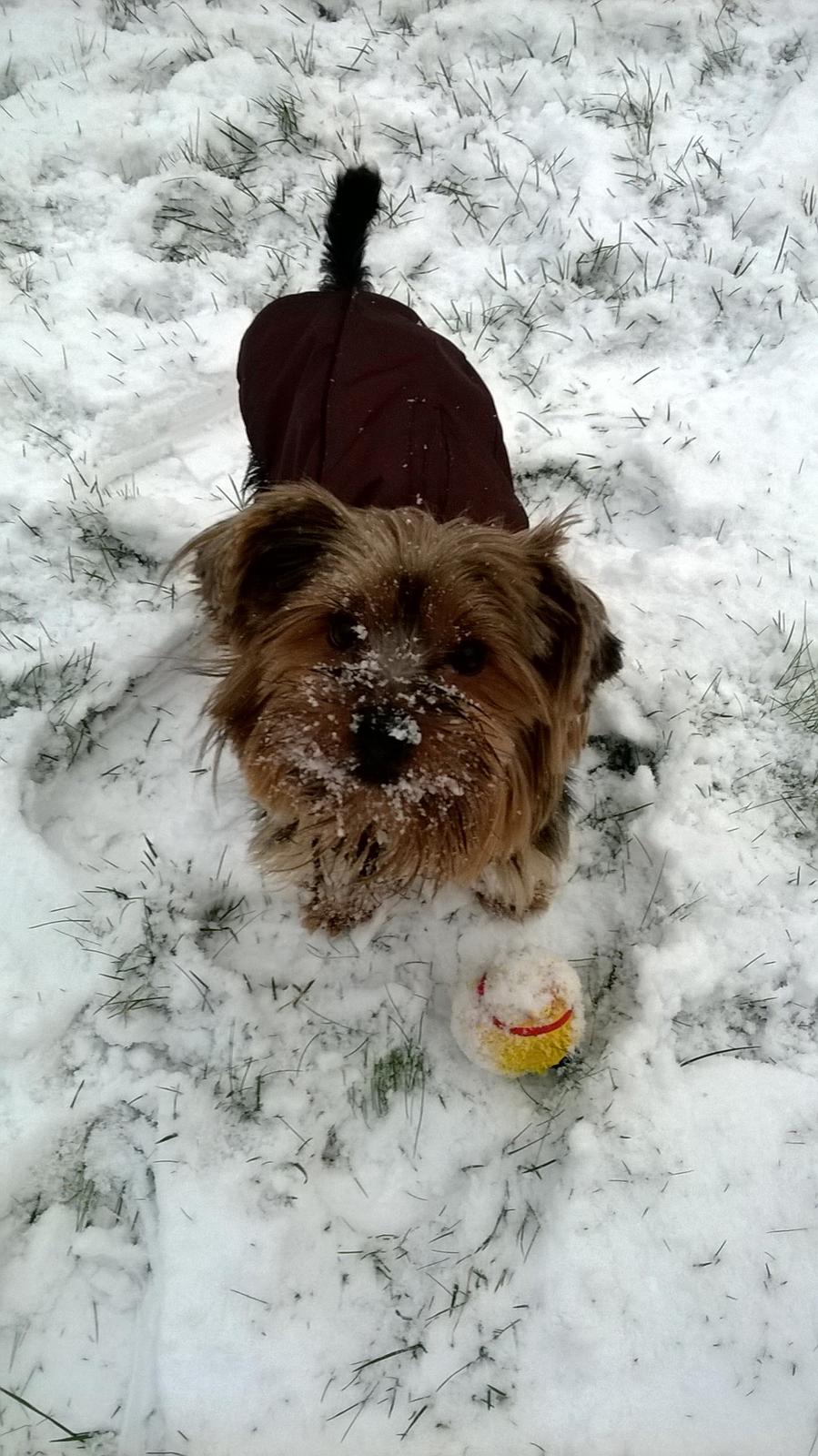 Yorkshire terrier Pixel billede 23