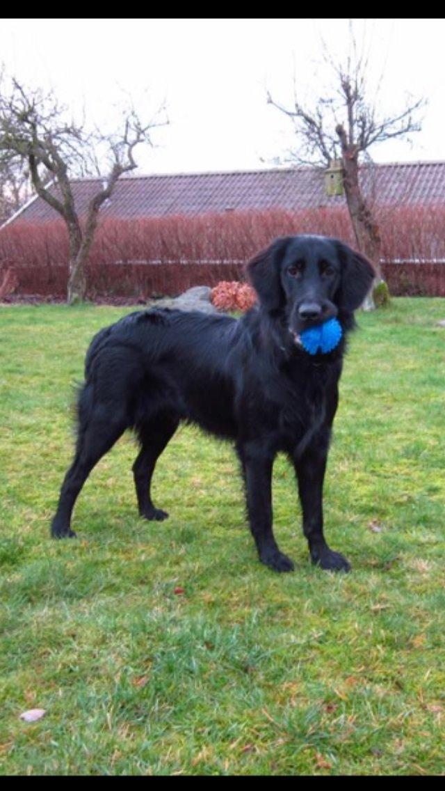 Flat coated retriever Bailey billede 14