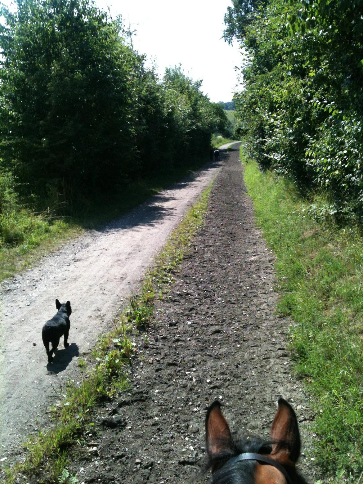 Blanding af racer Asta - Sommer '13
En af de utallige skovture med hesten billede 3