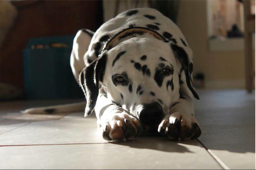 Dalmatiner Mindy billede 10