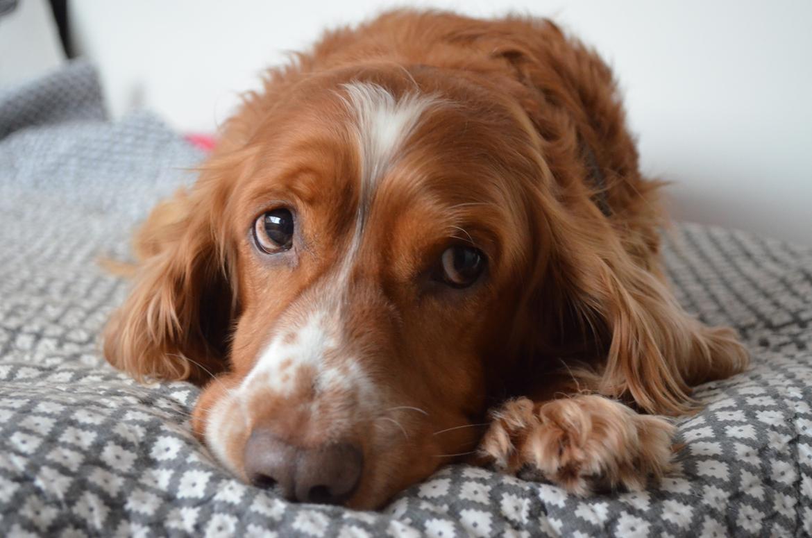 Cocker spaniel Lasse billede 1