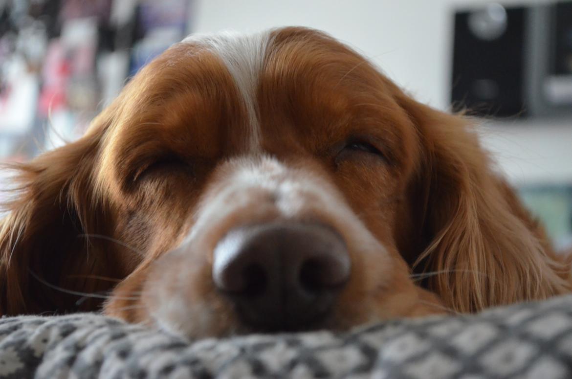 Cocker spaniel Lasse billede 15