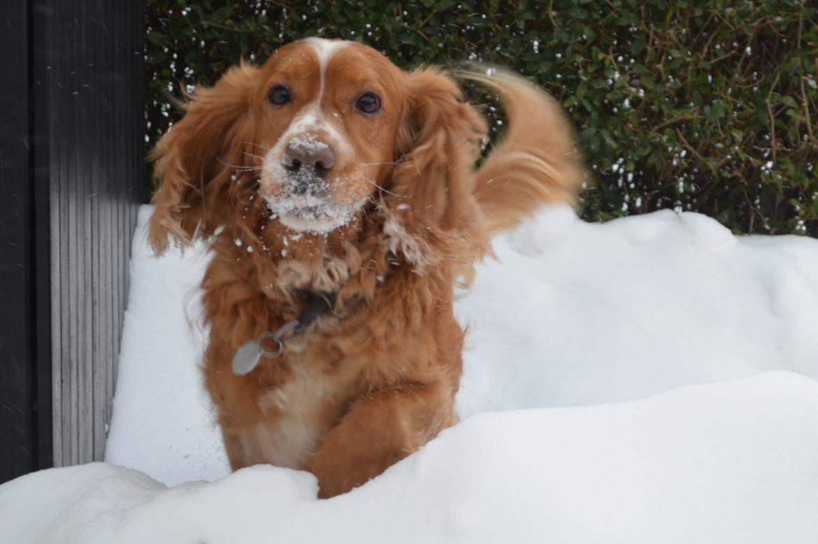 Cocker spaniel Lasse billede 2