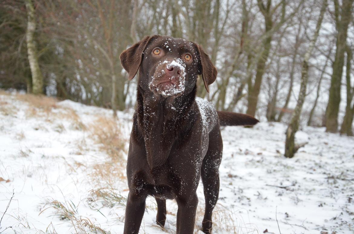 Labrador retriever Cocio billede 9