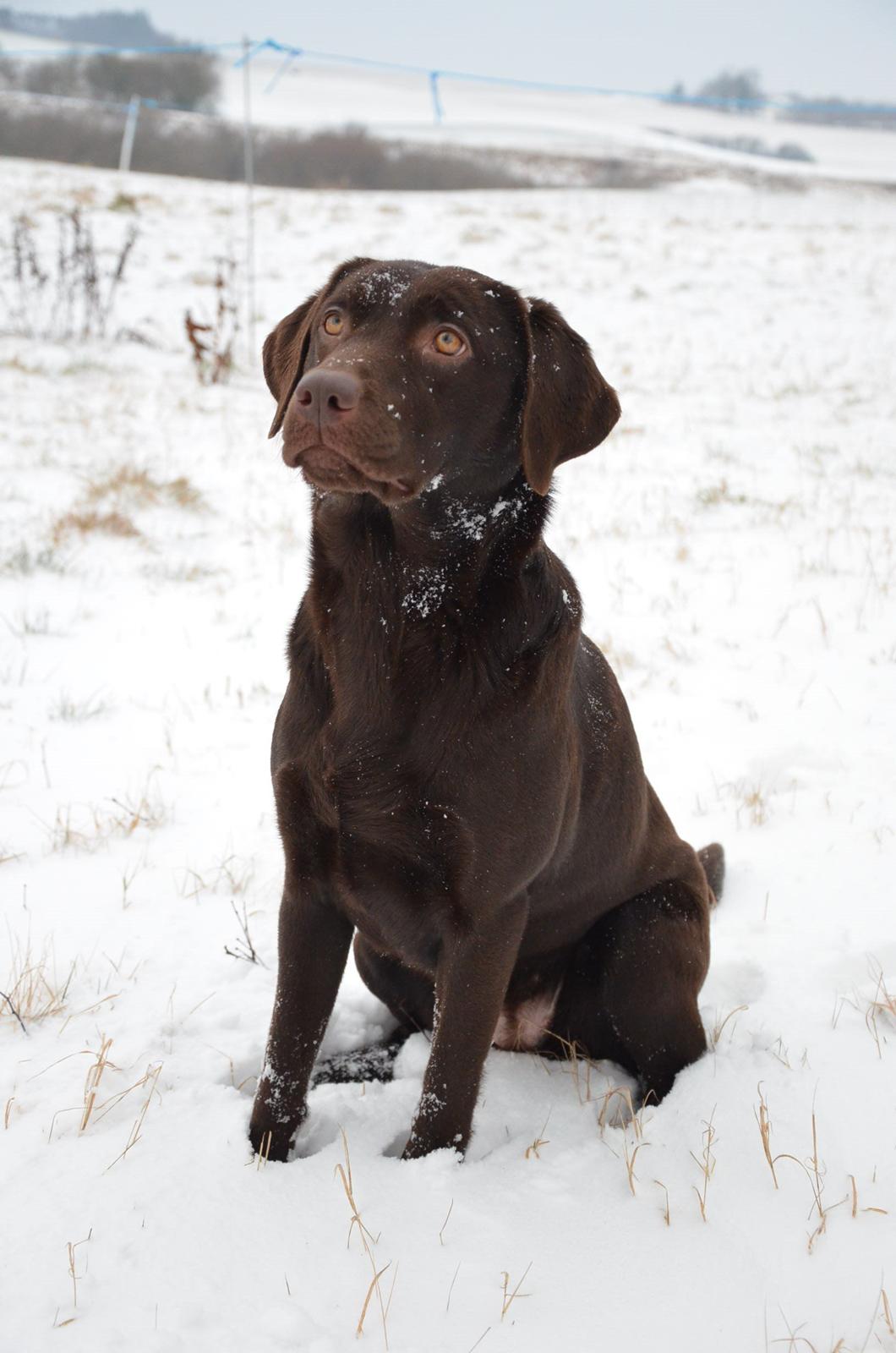 Labrador retriever Cocio billede 2