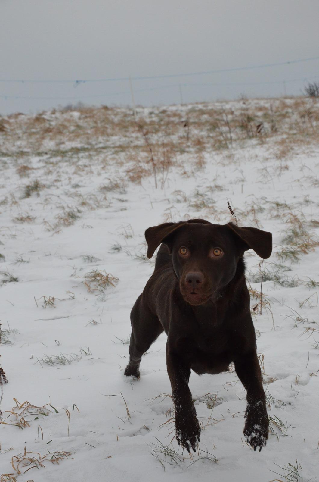 Labrador retriever Cocio billede 6