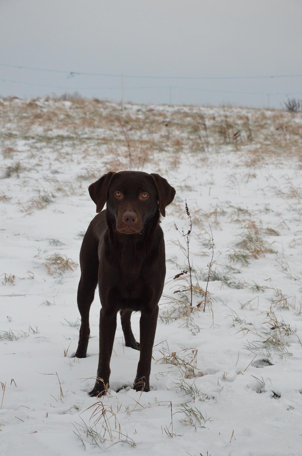 Labrador retriever Cocio billede 14