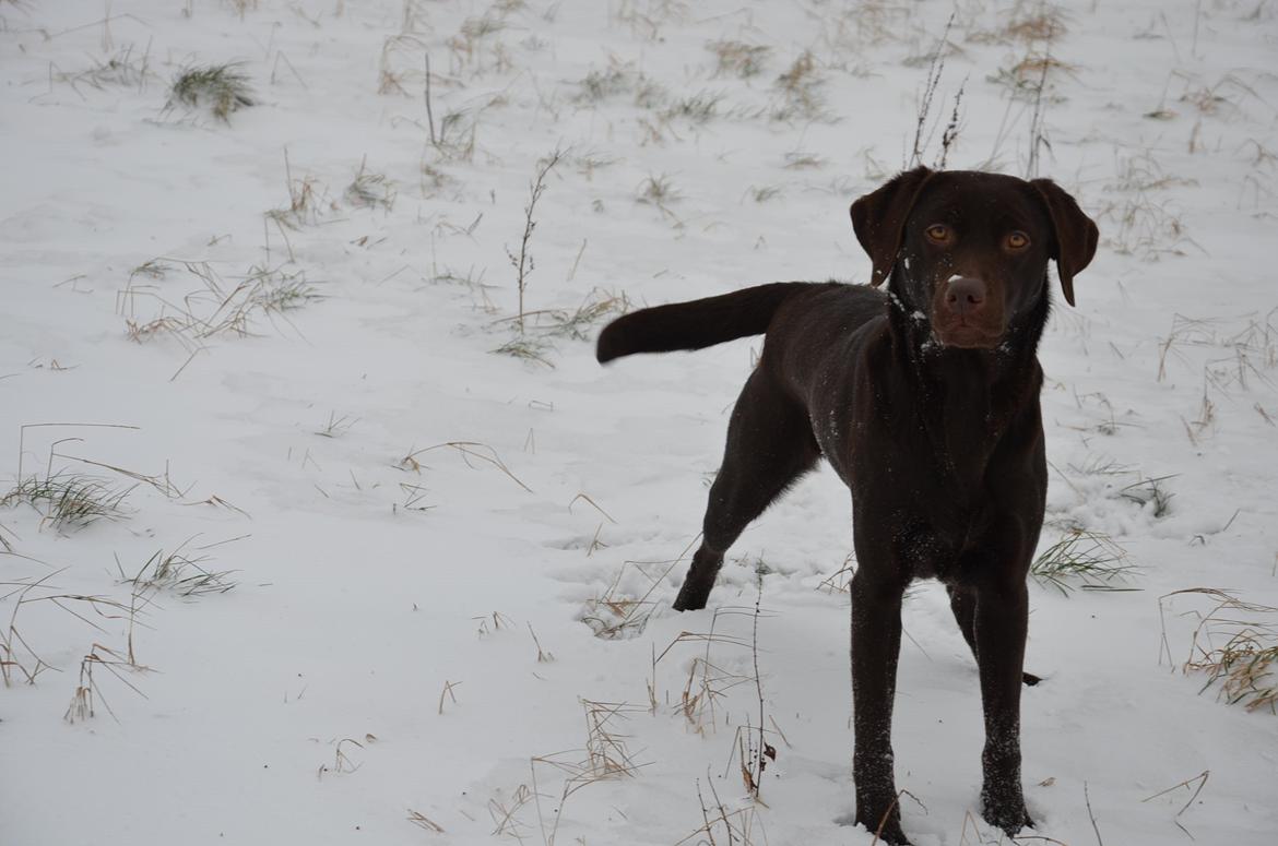 Labrador retriever Cocio billede 15