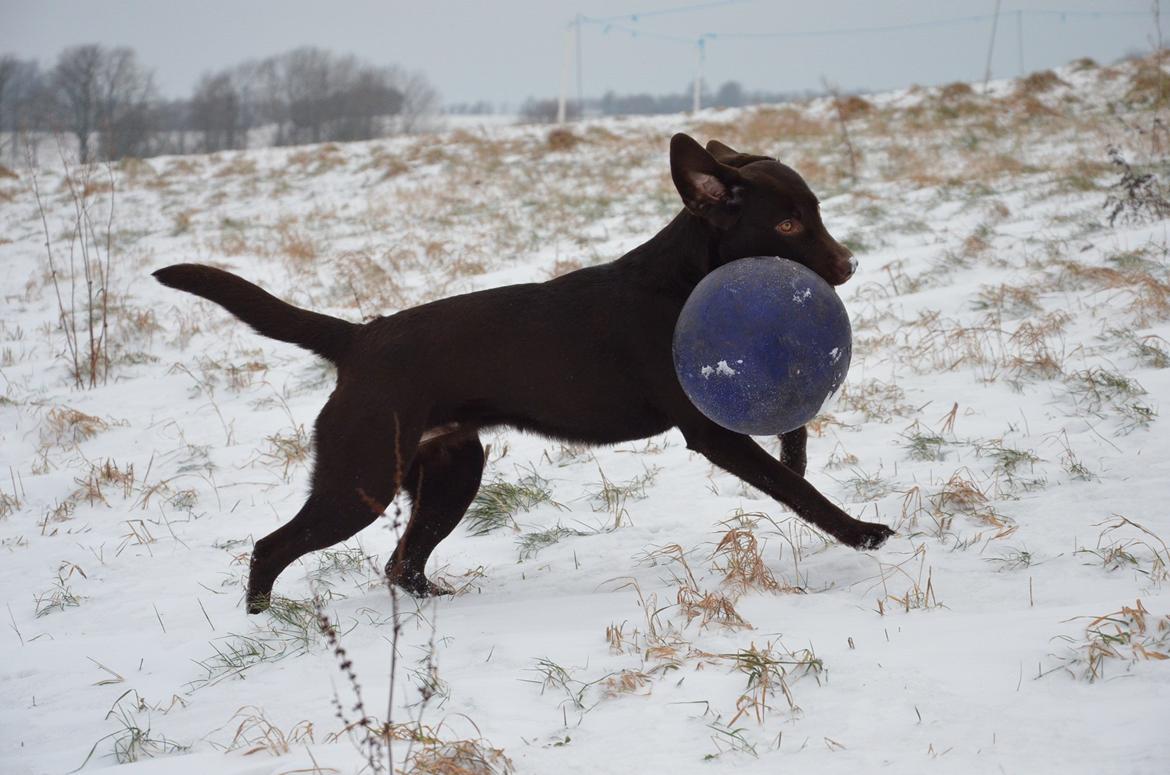 Labrador retriever Cocio billede 5