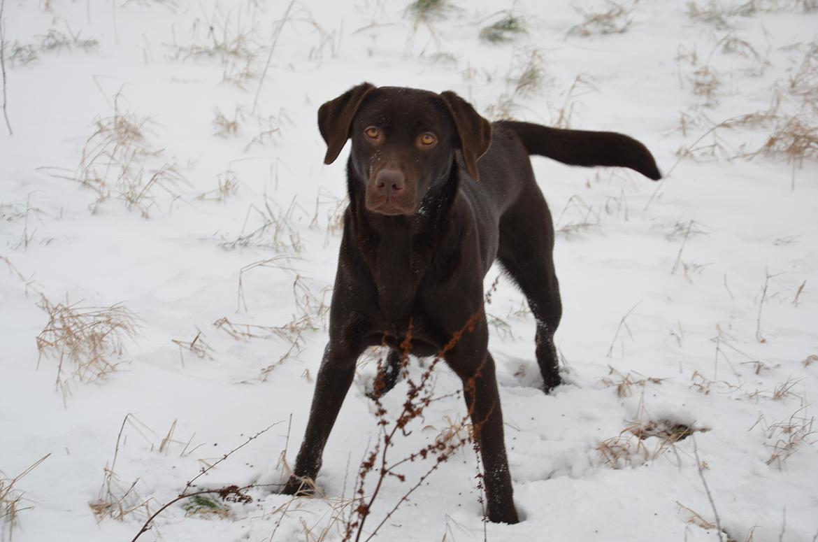 Labrador retriever Cocio billede 16