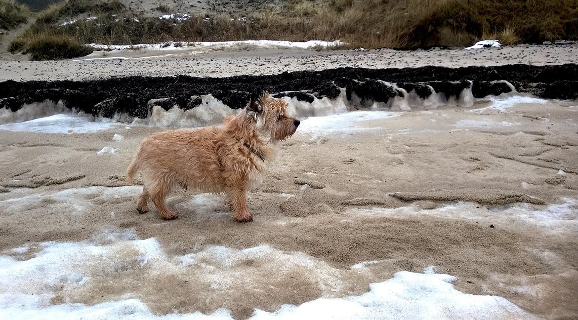 Cairn terrier Ebbe - Det eddermame koldt det her! billede 31