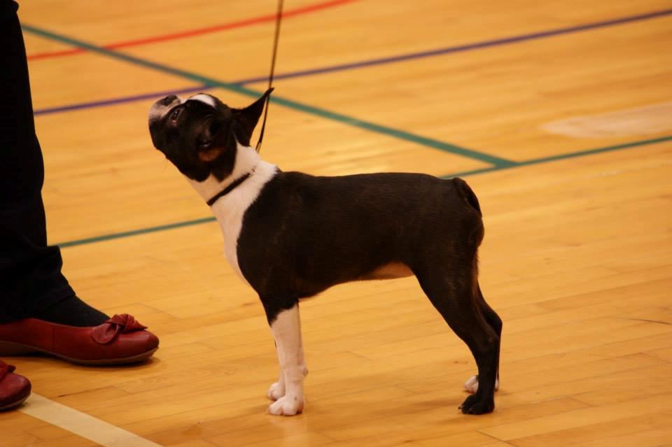 Boston terrier Beautiful Aya vom Greifenring - Vinterskue DKK
1. udstilling og BIS BABY billede 3
