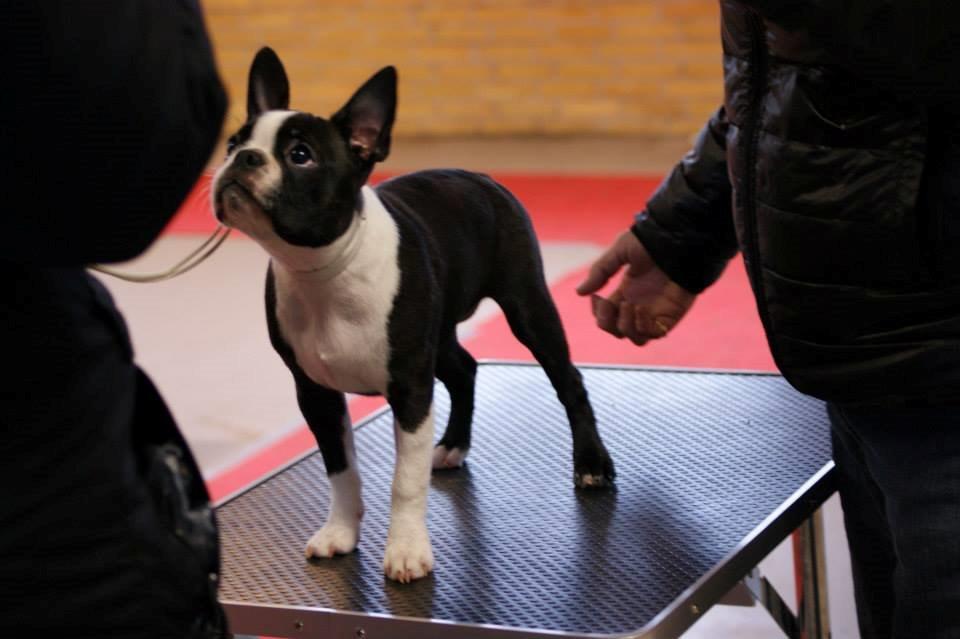 Boston terrier Beautiful Aya vom Greifenring - En tur på bordet til ringtræning.  billede 7