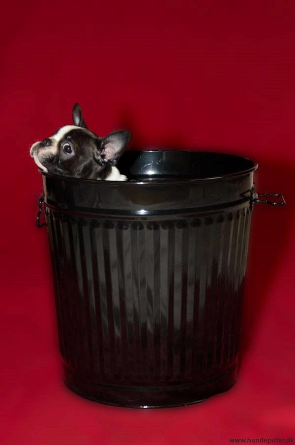 Boston terrier Beautiful Aya vom Greifenring billede 9