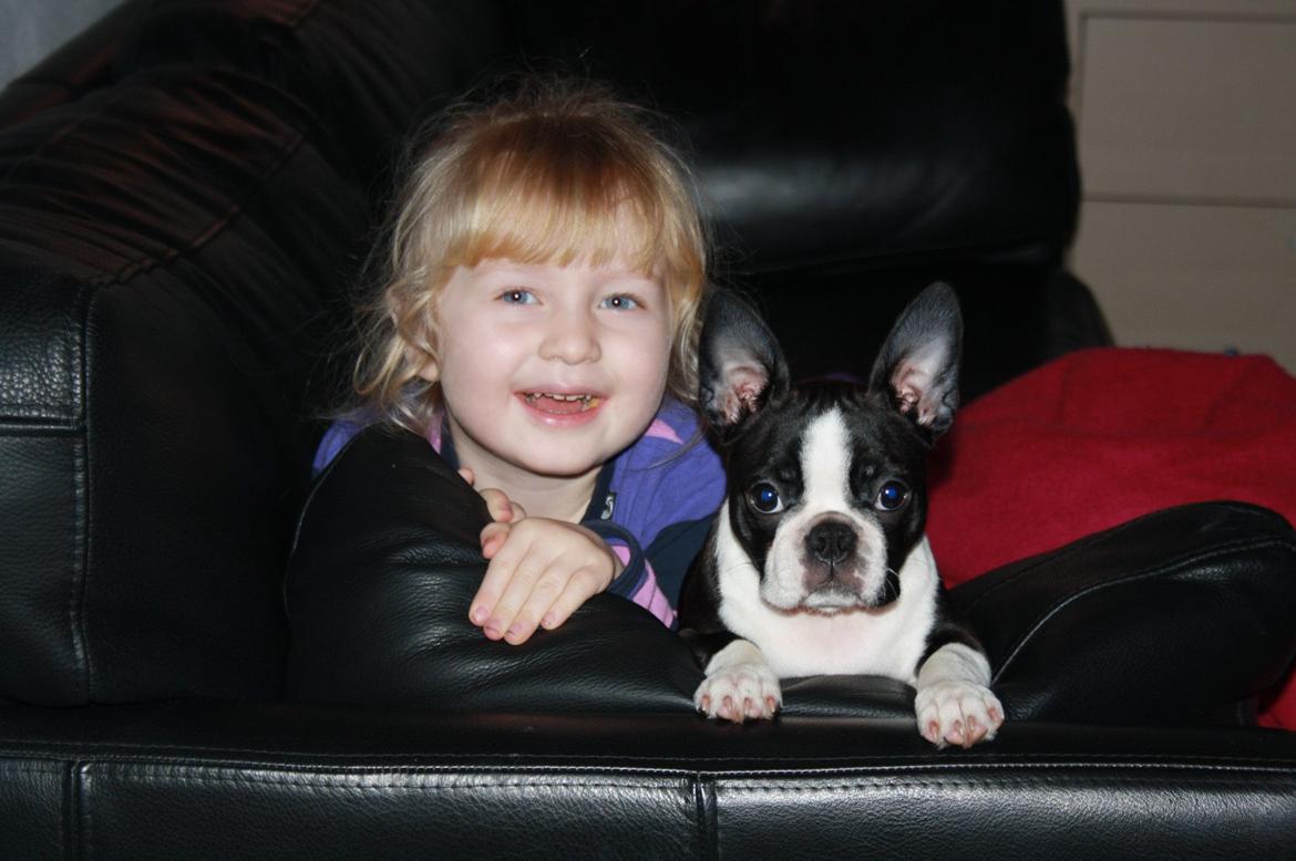 Boston terrier Beautiful Aya vom Greifenring billede 2