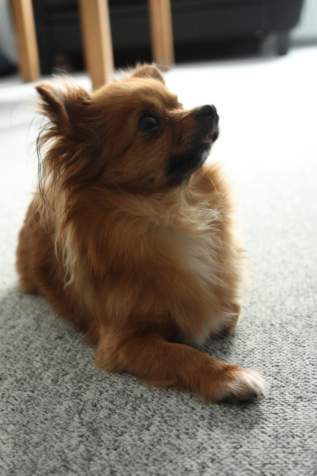 Blanding af racer Kaya billede 1