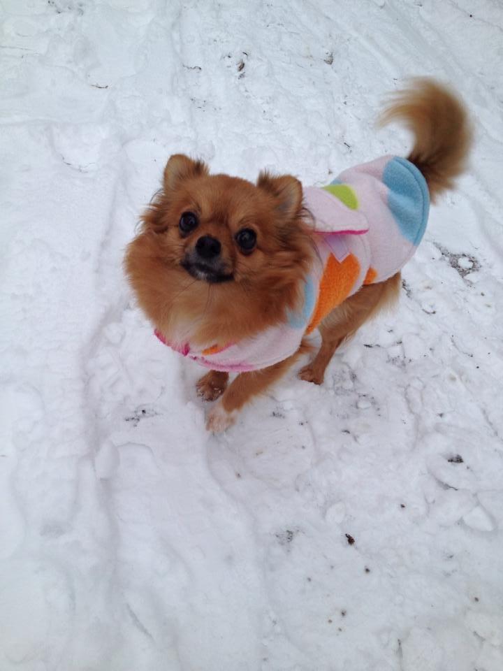 Blanding af racer Kaya billede 2