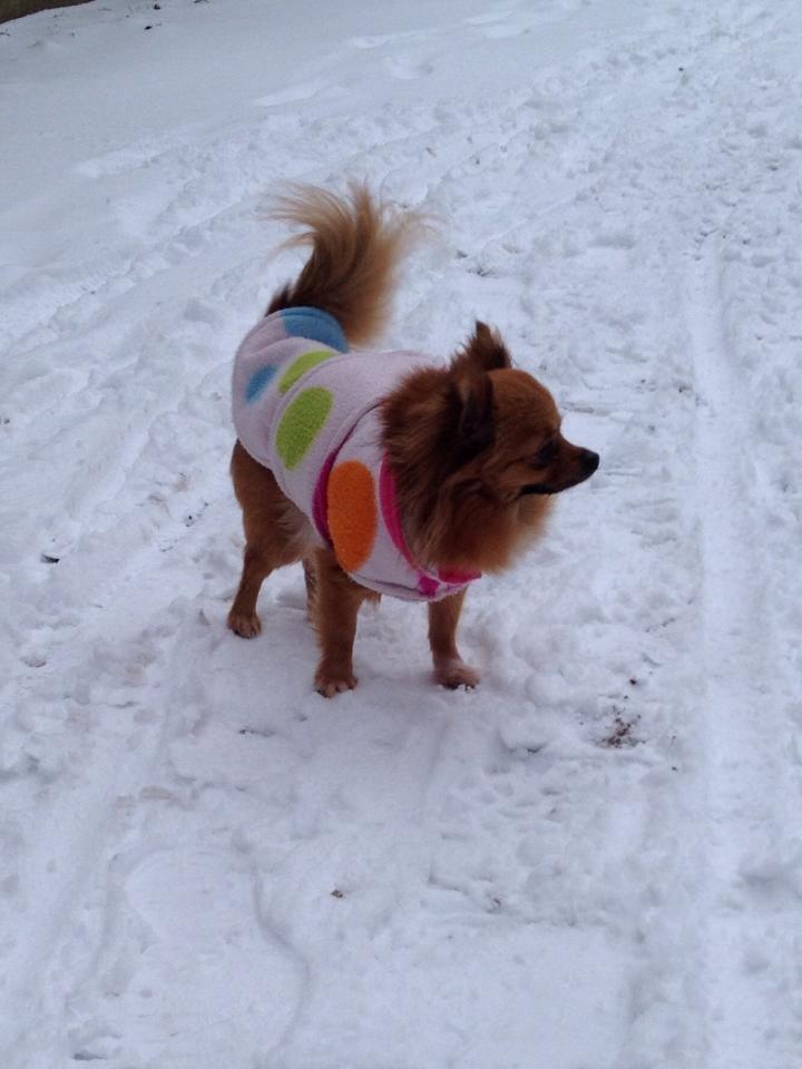 Blanding af racer Kaya billede 3