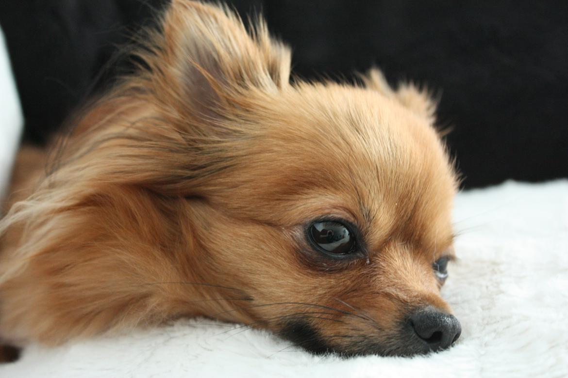 Blanding af racer Kaya billede 4